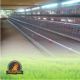120 BIRDS - BATTERY CAGE (IMPORTED)
