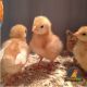 Zartech Brown pullets (Isa Brown)